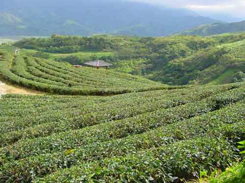 玉蘭茶園一景 攝影：小管