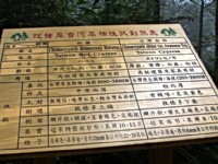 紅檜與扁柏對照表<br/> 攝影：amo