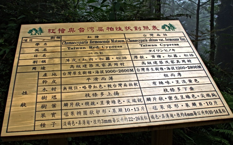 紅檜與扁柏對照表 攝影：amo