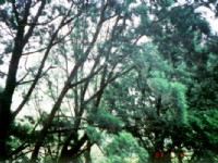 肖楠巨林群一景<br/> 攝影：南投縣政府