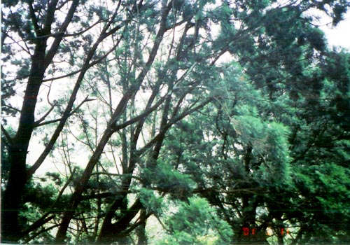肖楠巨林群一景 攝影：南投縣政府