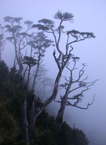 起霧的山林 攝影：阿英的登山小站