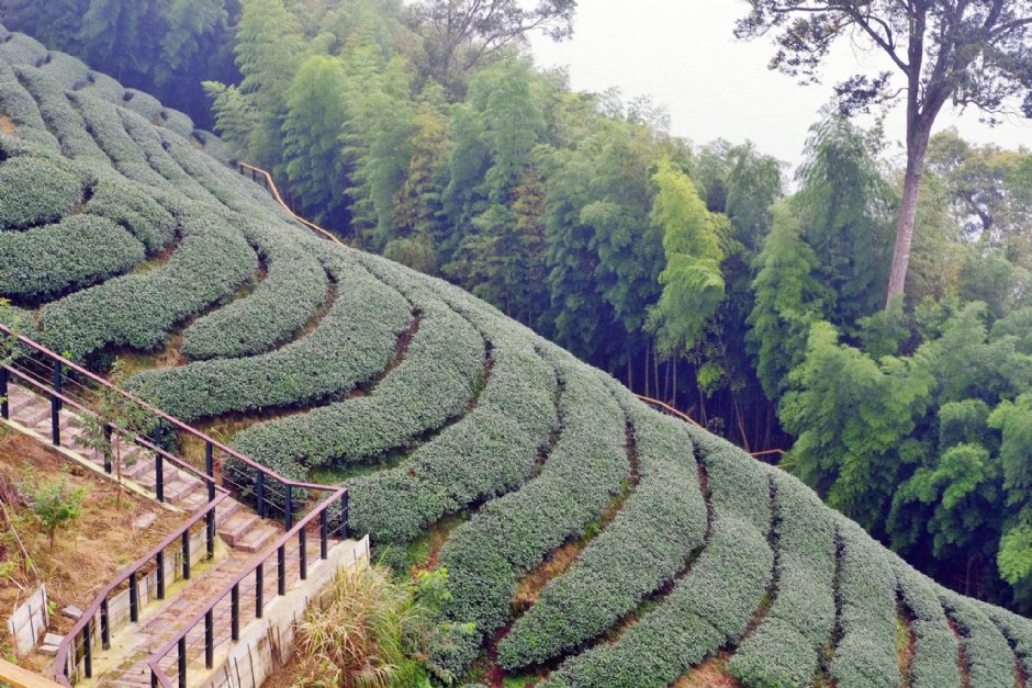 八卦茶园 摄影：Eva隨手拍