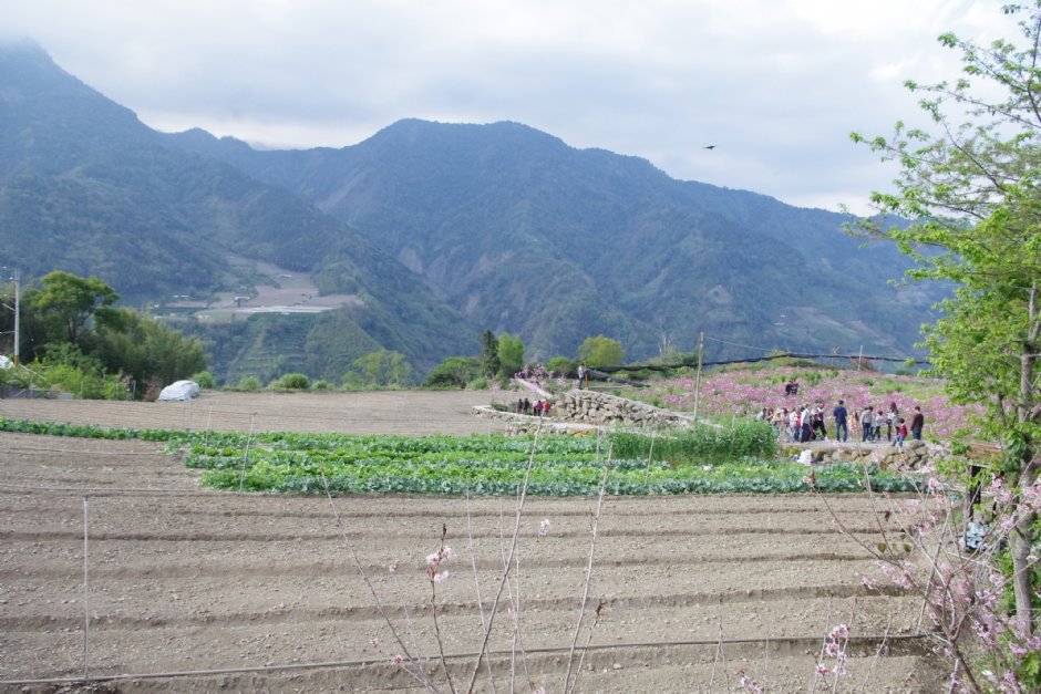 草坪頭玉山觀光茶園 攝影：Eva隨手拍