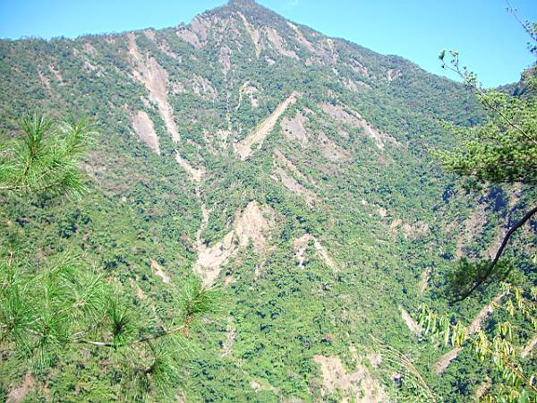 杜鵑嶺 攝影：老山羊資訊網