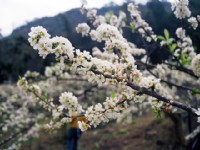 烏松崙百花盛開<br/> 攝影：Eva隨手拍