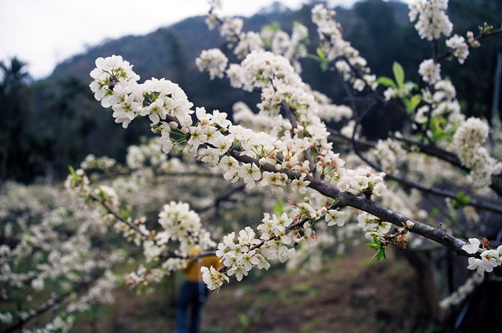 烏松崙百花盛開 攝影：Eva隨手拍