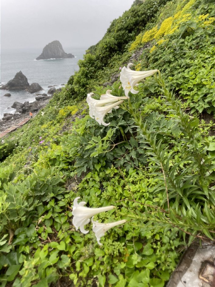 基隆嶼有著豐富植物生態 攝影：Eva隨手拍