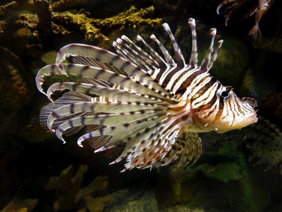 澎湖水族館獅子魚 攝影：澎湖水族館