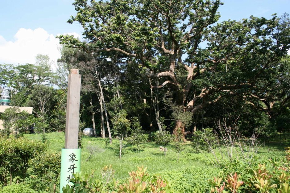 象牙樹 攝影：老山羊部落格