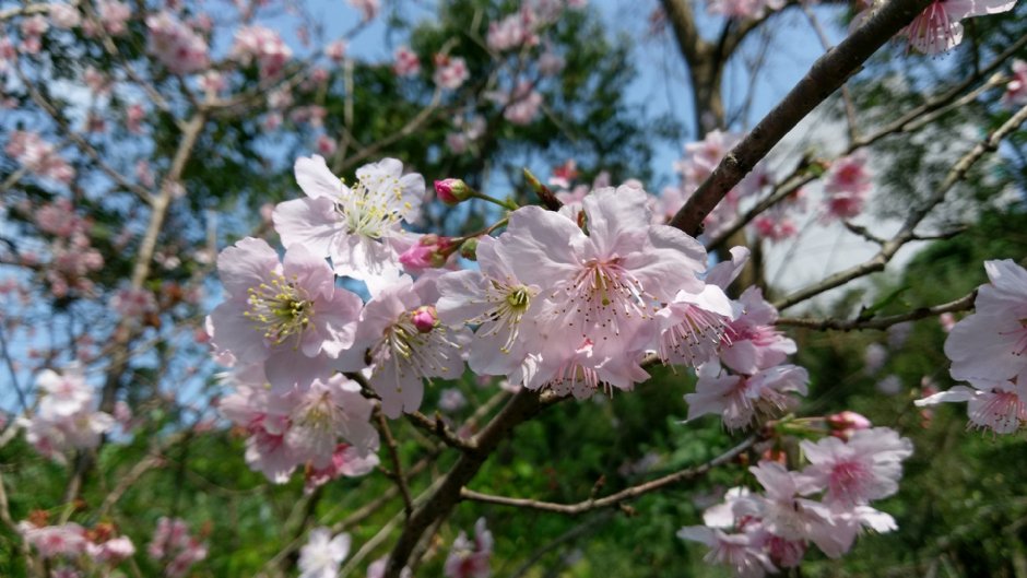 樂活公園可賞櫻 攝影：Eva隨手拍