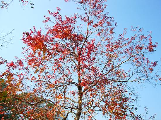 紅楓 攝影：老山羊