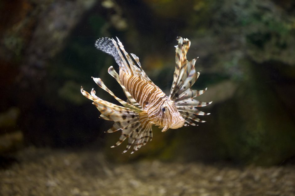 澎湖水族館獅子魚 攝影：澎湖水族館