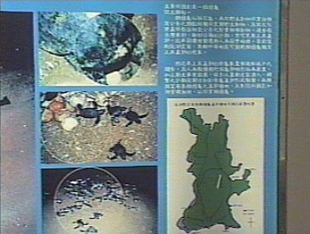 望安島綠蠵龜 攝影：簡時強