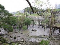 由淡水文化園區後方可見濕地生態<br/> 攝影：Eva隨手拍