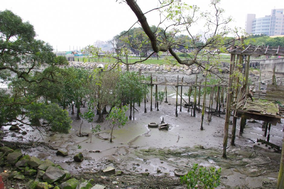 由淡水文化園區後方可見濕地生態 攝影：Eva隨手拍