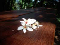 桐花公園<br/> 攝影：Eva隨手拍