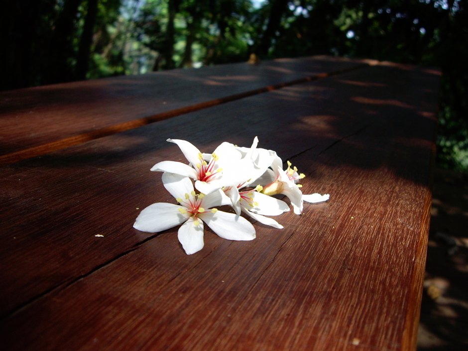 桐花公園 攝影：Eva隨手拍