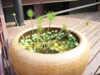 盆栽植物<br/> 攝影：鄭瑄頤