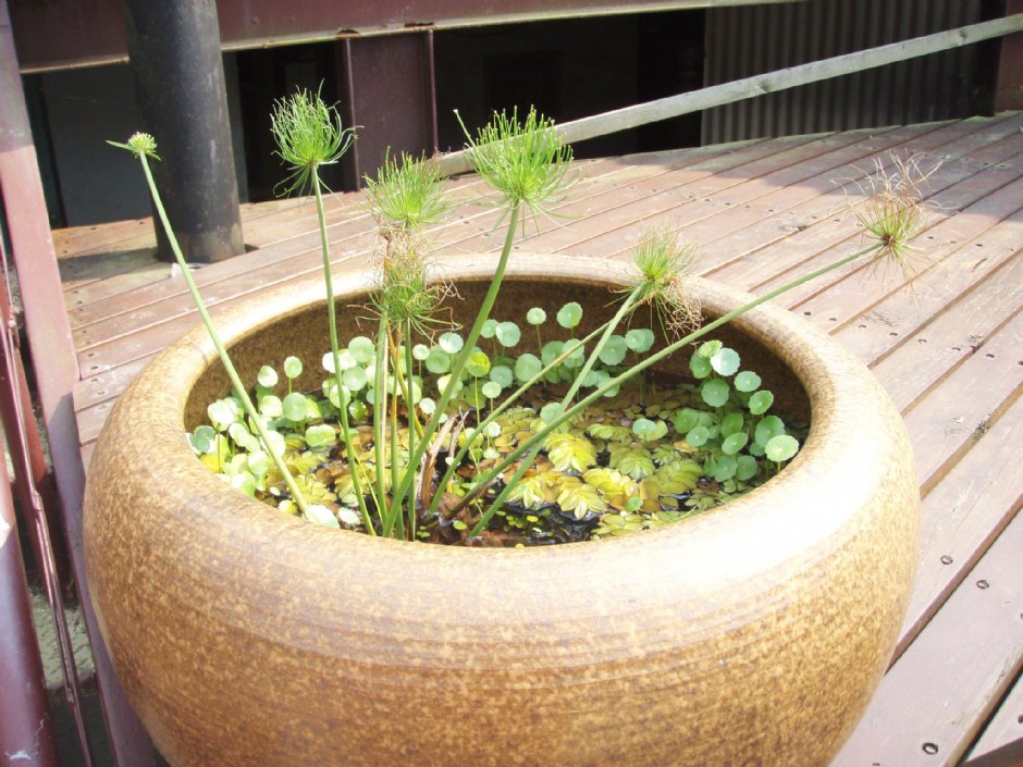 盆栽植物 攝影：鄭瑄頤