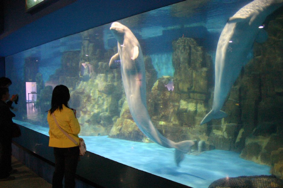 極地海洋館 攝影：馮順