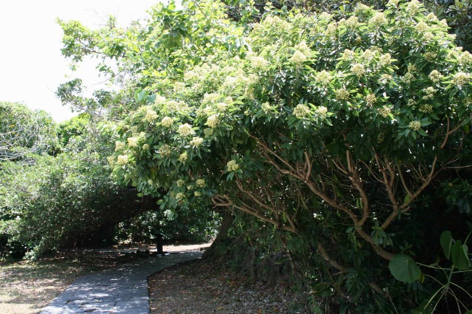 盛開的花朵 攝影：老山羊部落格