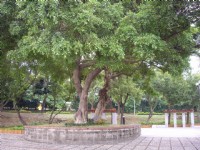 大榕樹<br/> 攝影：老山羊部落格