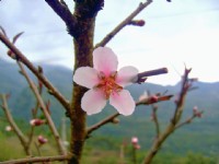 烏松崙百花盛開<br/> 攝影：Eva隨手拍