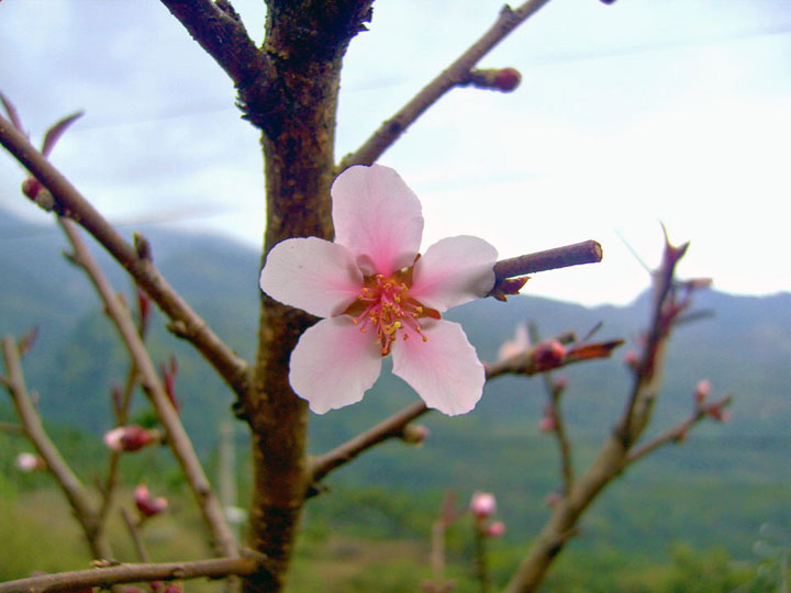 烏松崙百花盛開 攝影：Eva隨手拍
