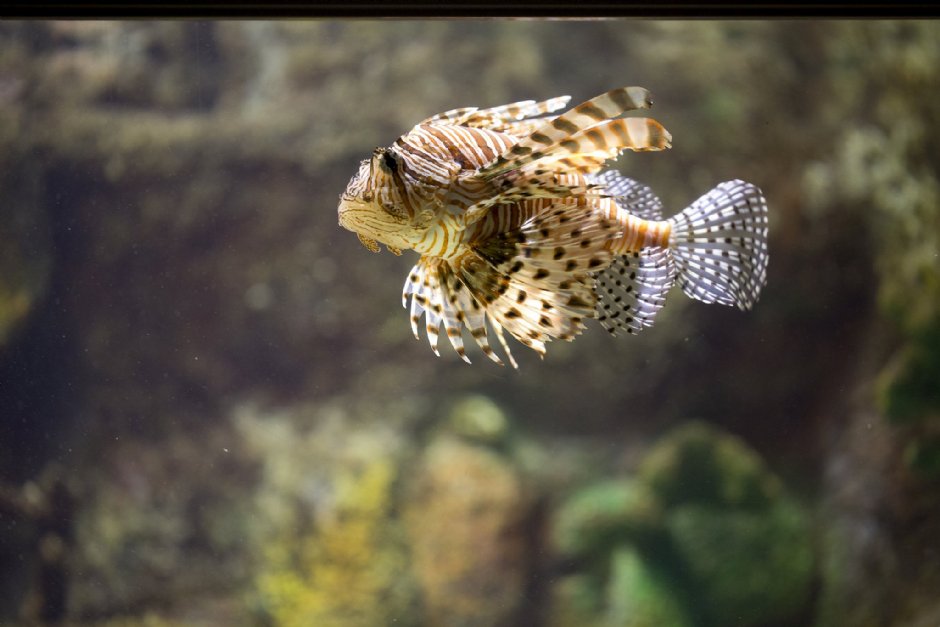 澎湖水族館獅子魚 攝影：澎湖水族館
