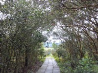 茶花莊<br/> 攝影：Lu