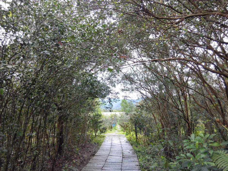 茶花莊 攝影：Lu
