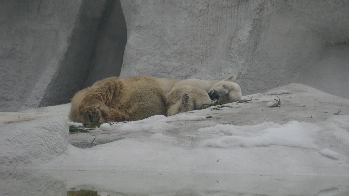 上海動物園 攝影：Crystal