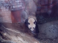 貓熊-07<br/> 攝影：台灣中國旅行社