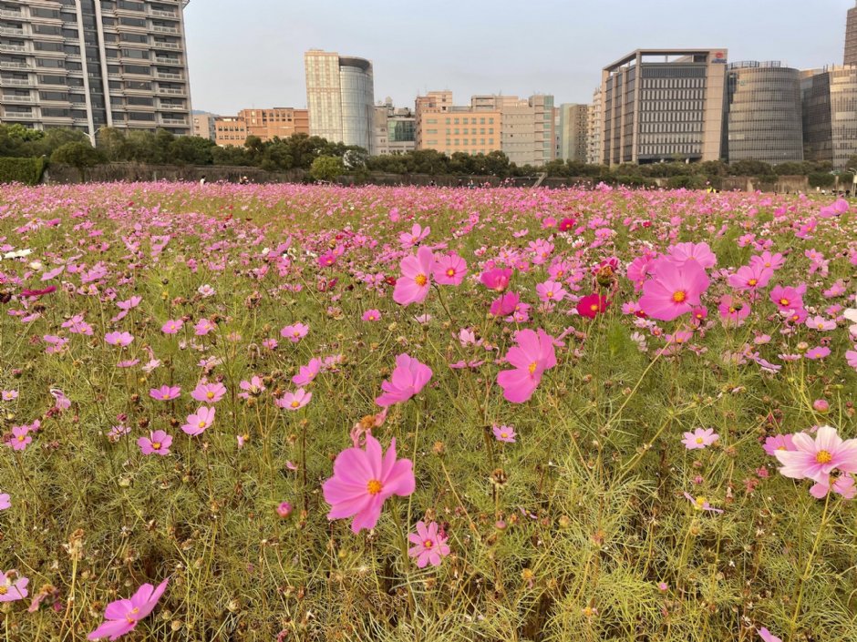 美堤河濱公園(2021年花海) 攝影：Eva隨手拍