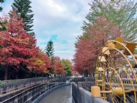 水圳旁落羽松是人氣景點<br/> 攝影：Hoda 提供