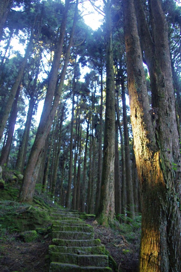 水山巨木步道 攝影：Eva隨手拍