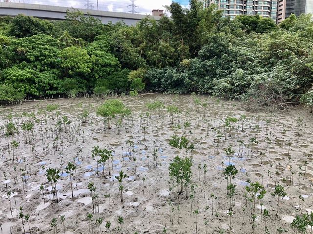 淡水河紅樹林自然保留區 攝影：紅樹林生態教育館 提供