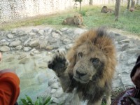 獅園-20131229<br/> 攝影：三井