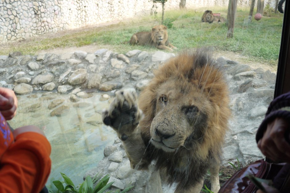 獅園-20131229 攝影：三井