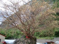 樹<br/> 攝影：老山羊