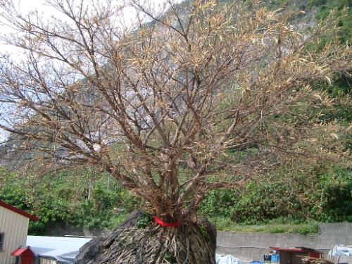 樹 攝影：老山羊