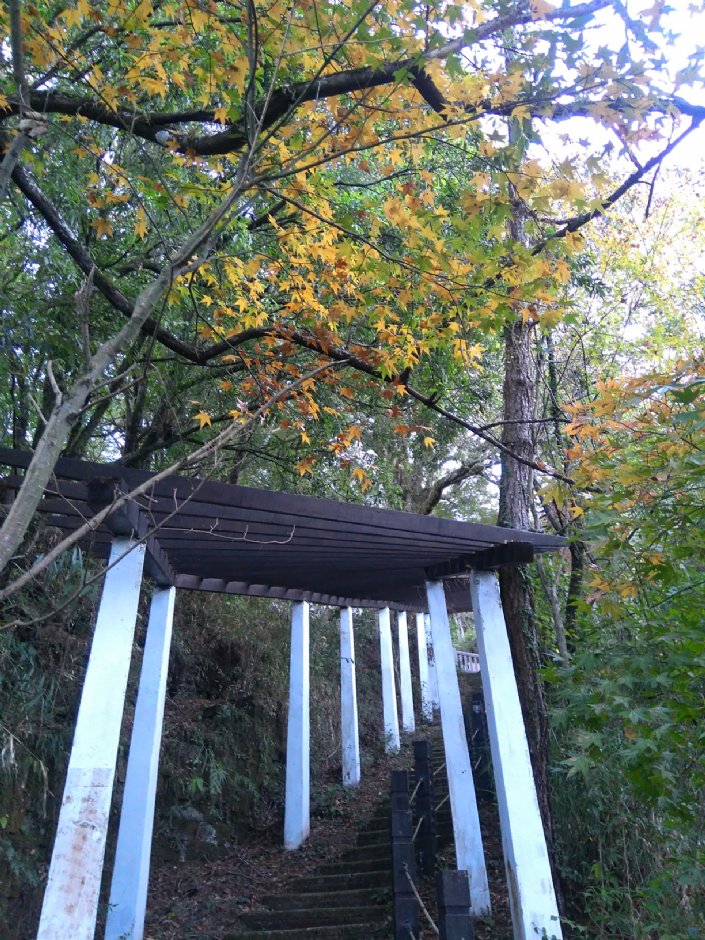 梨山生態步道 攝影：Lu
