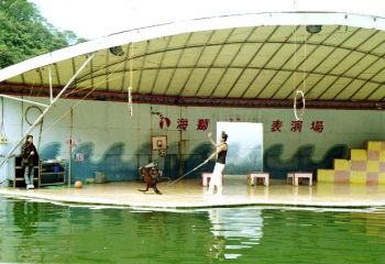 海獅表演1 攝影：呂玫瑢