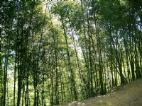 竹山天梯<br/> 攝影：Eva隨手拍