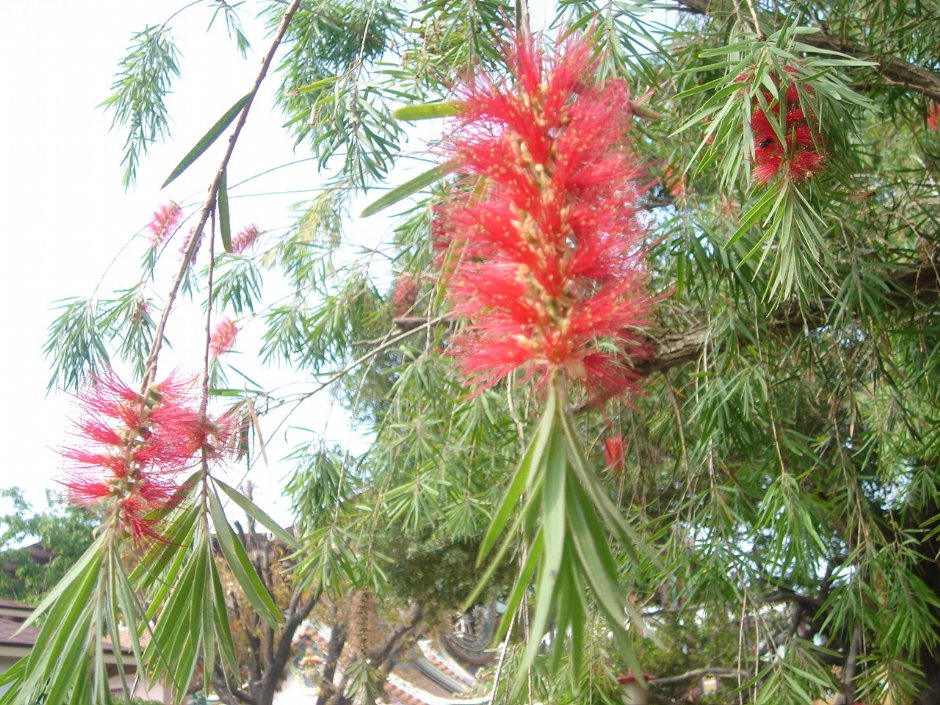 綠葉襯紅花 攝影：鄭惠文