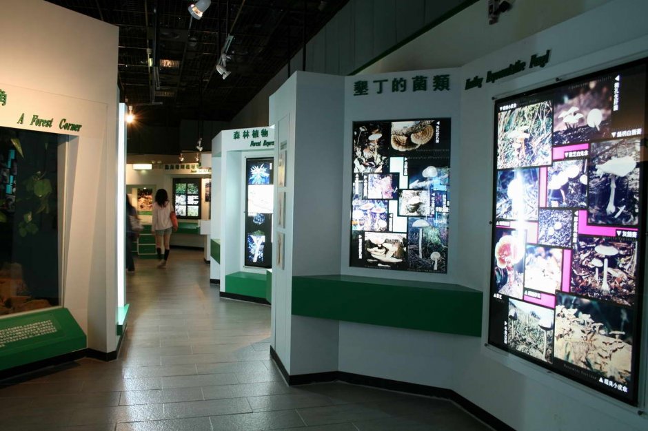 菌類和植物介紹 攝影：老山羊部落格