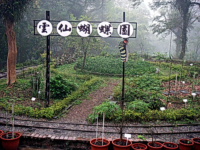 雲仙蝴蝶園 攝影：孫菽蔓
