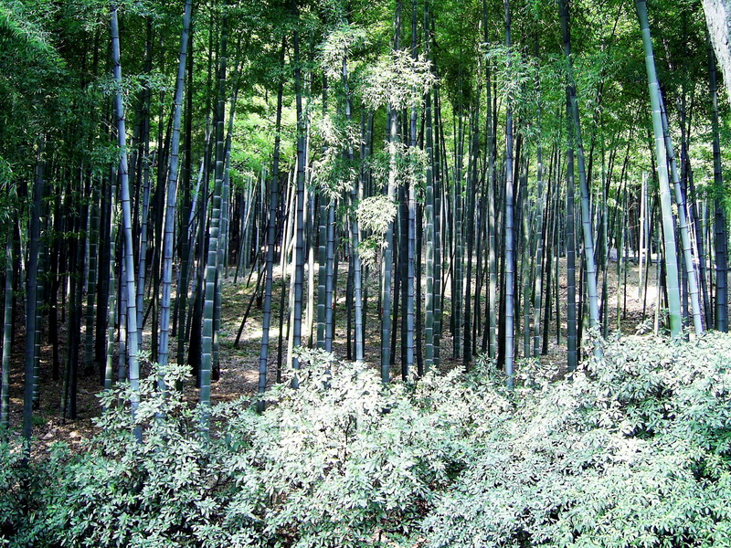 青翠綠竹 攝影：方盛文