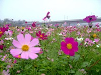 通宵金果乳香花海<br/> 摄影：Eva隨手拍